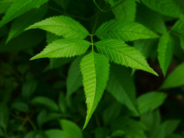 green leaves background