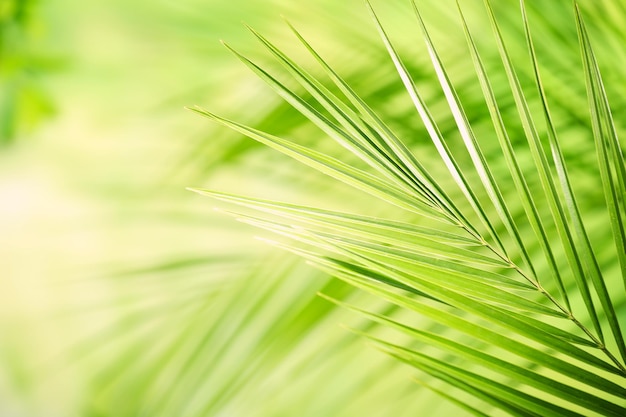 Green leaves background