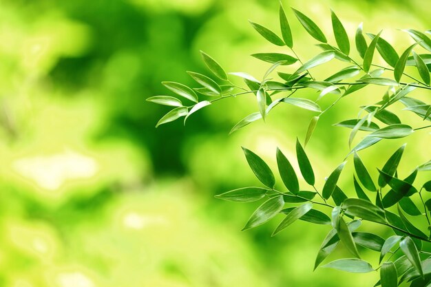 Green leaves background