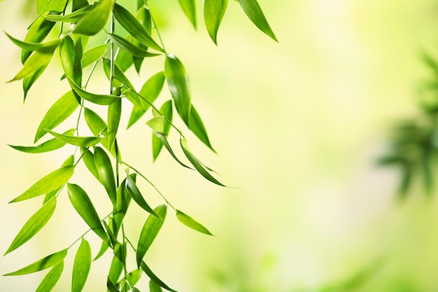 Green leaves background