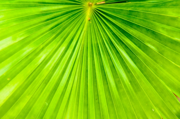 Green leaves background