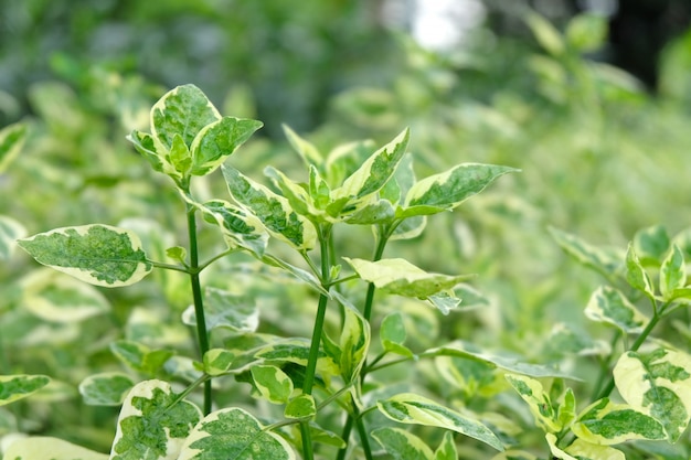 Green leaves background