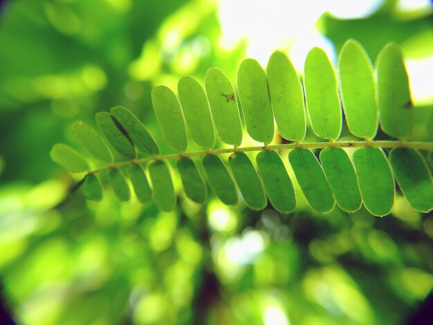 Green leaves background