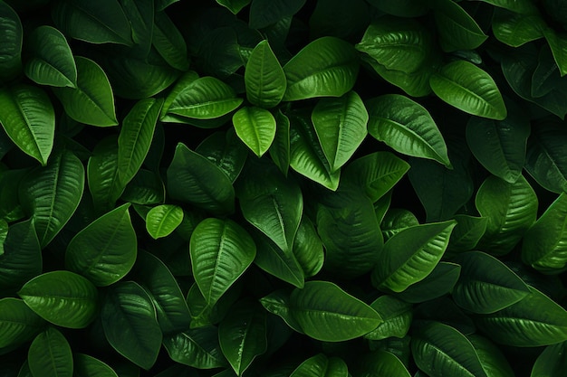 Photo green leaves background