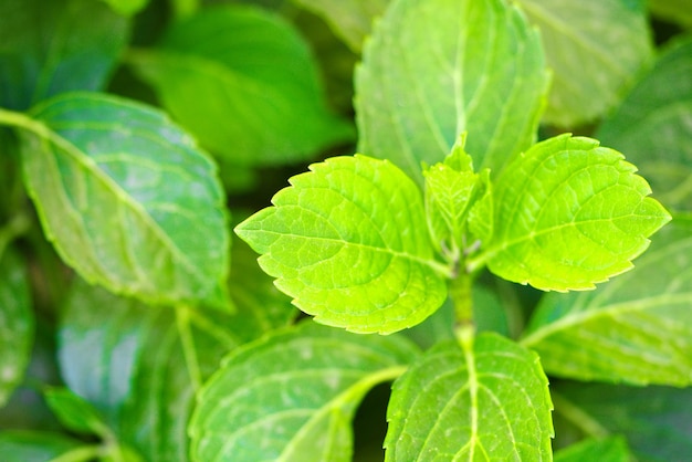 Green leaves background