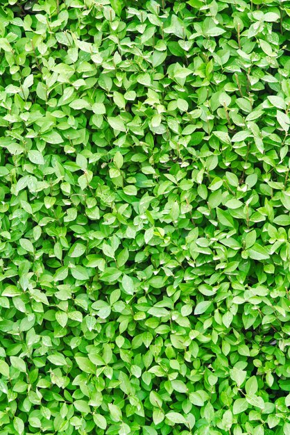 Green leaves background