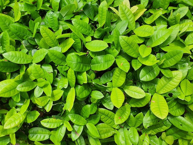 green leaves background