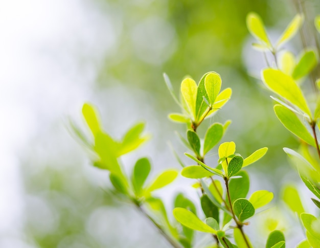 Green leaves background