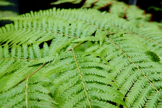 Green Leaves background