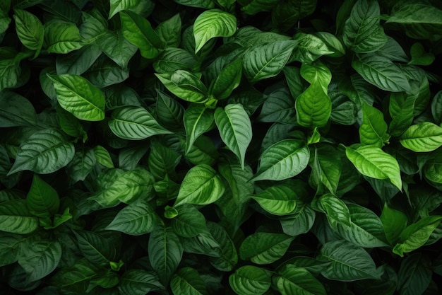 Green leaves background