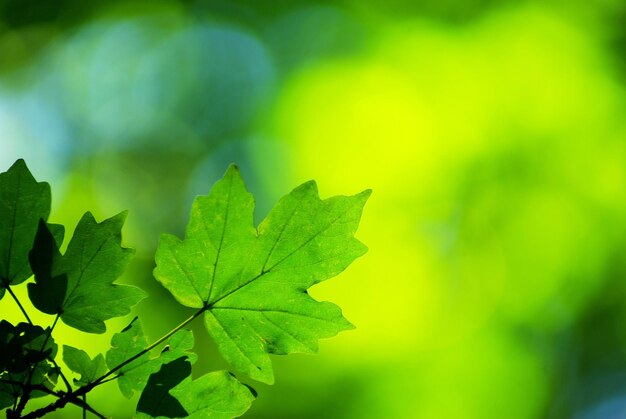 Green leaves background