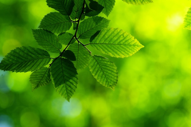 Green leaves background