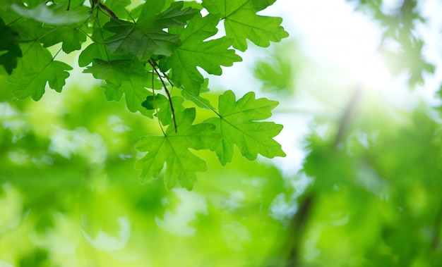 Green leaves background