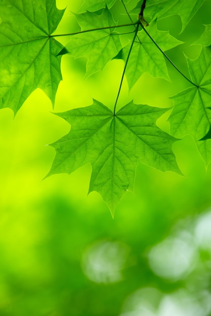 Green leaves background