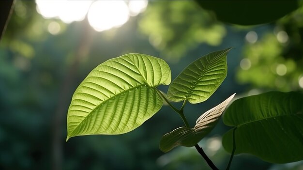 Green leaves background