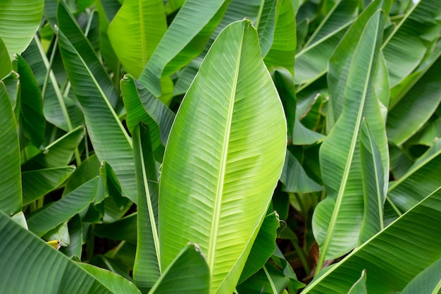 Green leaves of banana tree