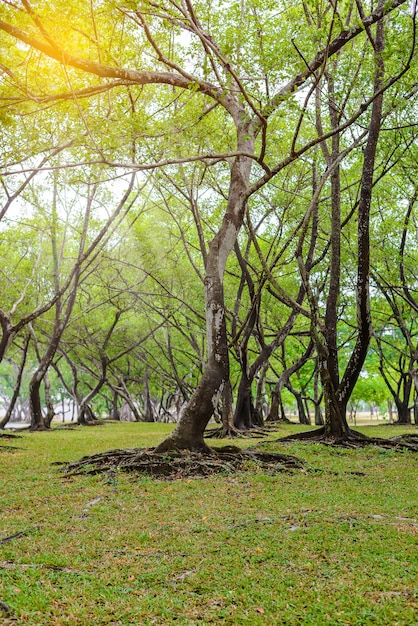 Foglie verdi della radice dell'albero di banyan e struttura della corteccia