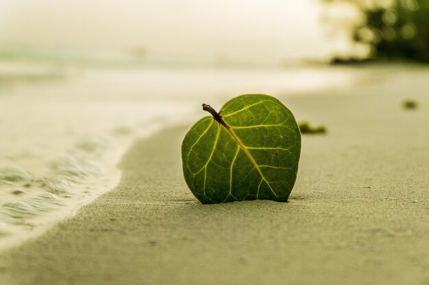 Foto foglie verdi sulla spiaggia le foglie verdi sulla spiaggia aggiungono un tocco di tranquillità e fascino naturale