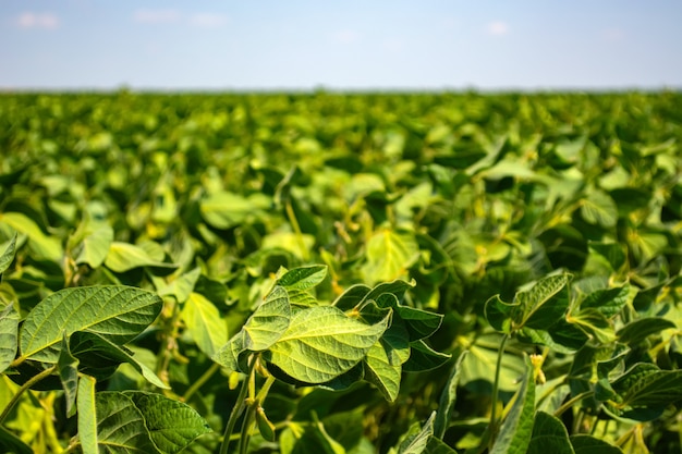 Green leaves and beans of young soybeans in the field.