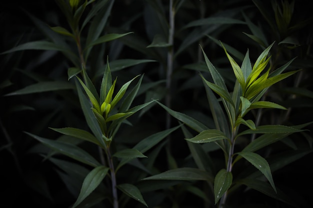 青葉。美しい植物。緑の背景。