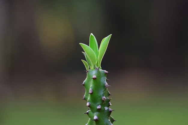 Green leaves and Beginning of Cactus And natural background