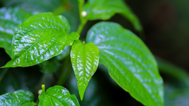 Green leaves betel.