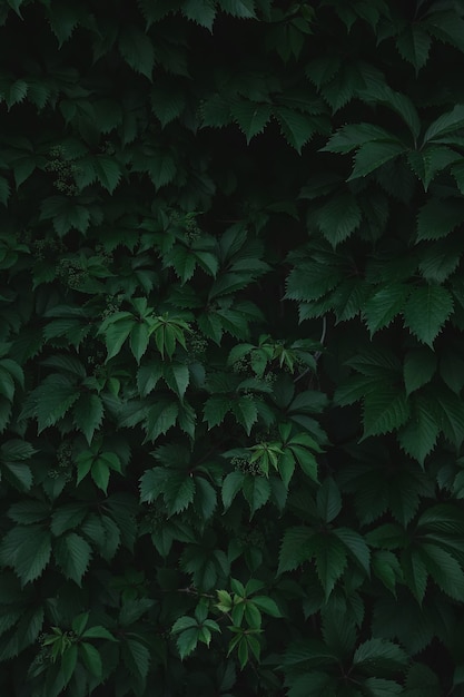 大きな植物の緑の葉