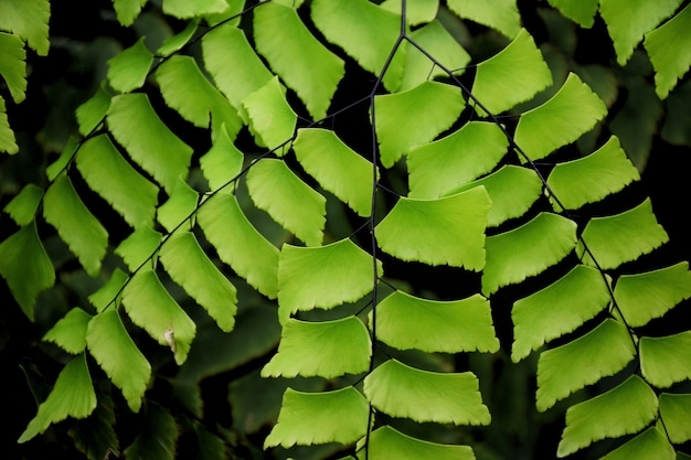 Green leaves on black background