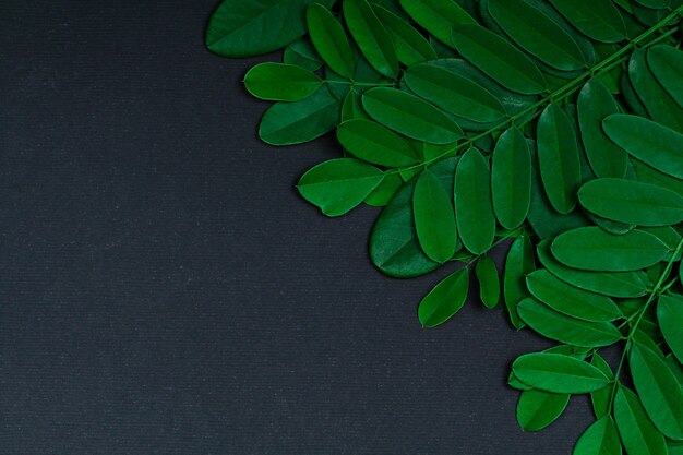 Green leaves black on background