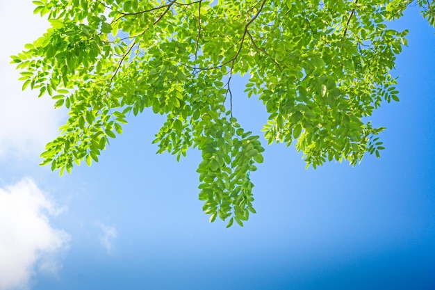 Green leaves on blue sky background