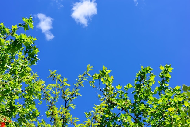 Green leaves under a blue sky in the springtime