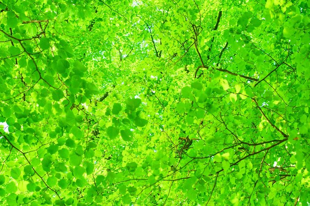 Photo green leaves on the blurred backgrounds in sunny day nature green background copy space