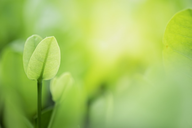 Foglie verdi su sfondo sfocato albero verde