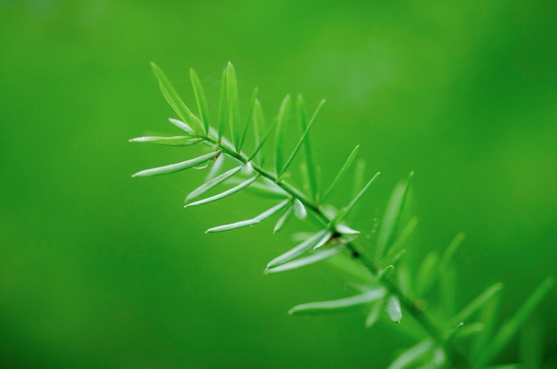 Green leaves, blurred patterned backgrounds