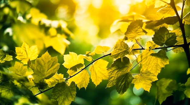 Green leaves on bokeh background