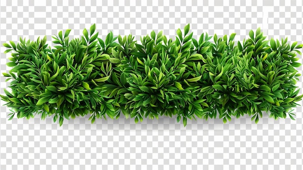green leaves border isolated on white