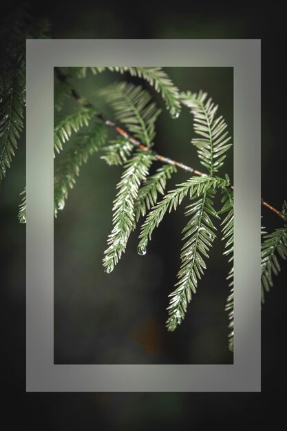 Green leaves on a branch card