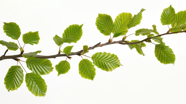 Green leaves on a branch isolated on white background