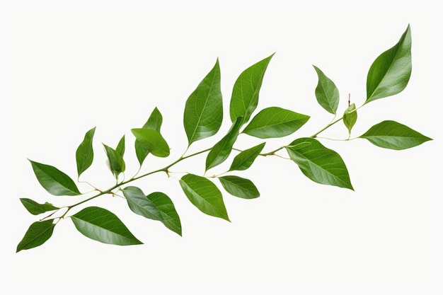 Photo green leaves branch on tree on a white or clear surface png transparent background