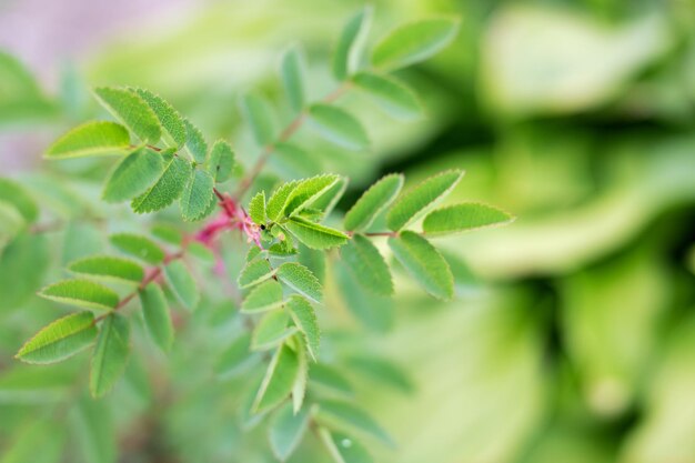 Green leaves on a branch with thorns