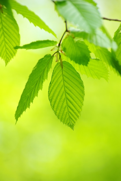 Green leaves on a branch