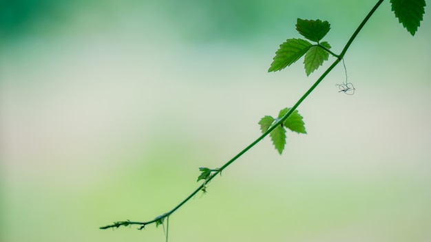 Green Leaves On Branch