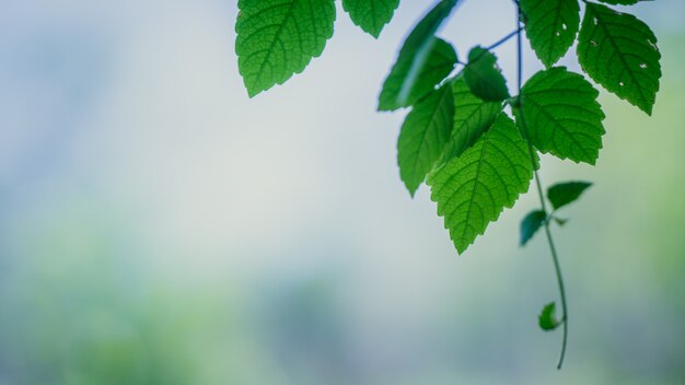 Green Leaves On Branch