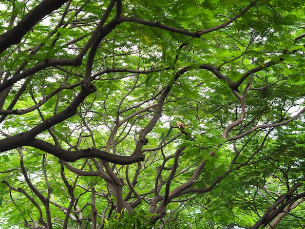 Green leaves and branches of big tree in the park. 