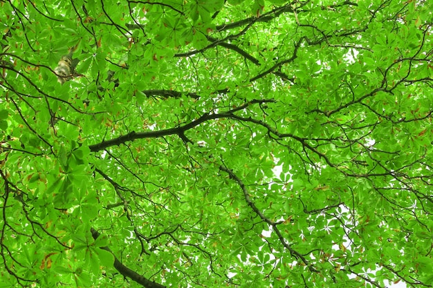 Green leaves and branches of the chestnut texture