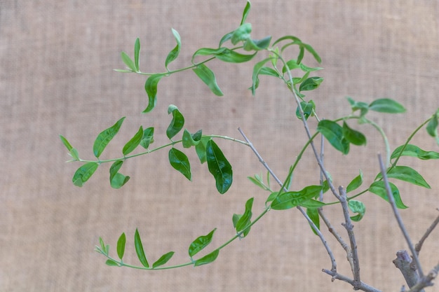 Green leaves on the branches of a Olive tree on a wooden background