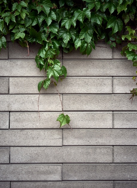 Green leaves on brick wall.