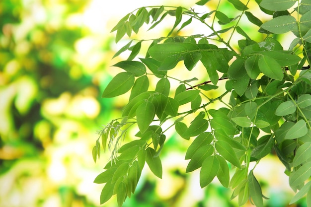 Green leaves on bright background