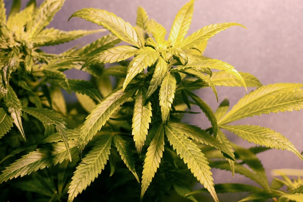 Green leaves and buds of flowering cannabis bushes