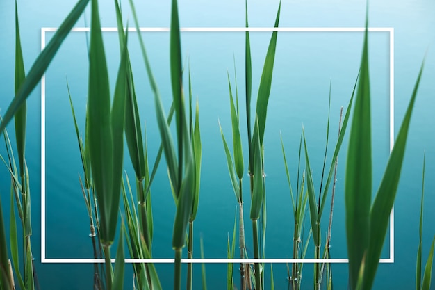 Photo green leaves of bulrush on blue lake